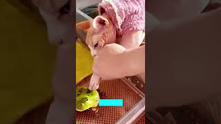 Funny Cats 2025 🥰 funny cats moments 🙀 babycats Episode 6015 [upl. by Nilla]