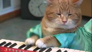 Gato tocando el piano  Cat playing keyboard [upl. by Rodrick]