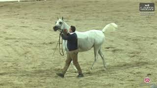 N 299 ASAYEL WAADHA ERAB Arabian Horse International Show 2024 Mares 7 Years Old Class 11 [upl. by Ailimaj940]