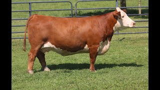 2024 Mohican Farms and Guests  Lot 63 and 63A [upl. by Konopka]