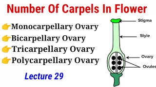 Number Of Carpels In Flower Lecture 29 In HindiUrdu [upl. by Dorri951]