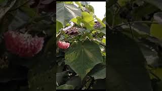 dombeya cayeuxi for all kinds off bee [upl. by Sahc]