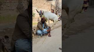 omer ne ye wali goat he lani hai goat trending funny comedy shorts short viralvideo ytshorts [upl. by Sanalda506]