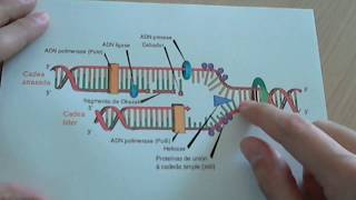 Replicación del ADN [upl. by Mccollum]