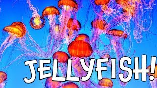 Jellyfish Learn about Jellyfish by Kids Learning Videos [upl. by Otrebile]