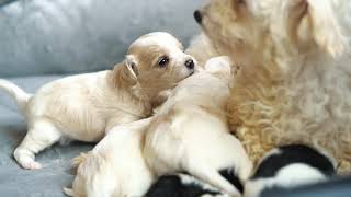 Cavachon Puppies [upl. by Ala959]