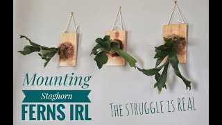 Mounting a Staghorn Fern  IRL [upl. by Llenil]