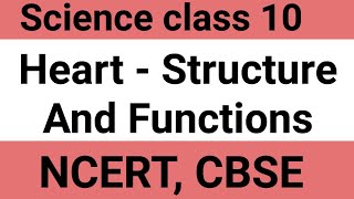 Heart structure and function class 10 MagnetBrainsEducation [upl. by Aihsila]