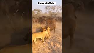 lion vs buffalo shortlionvsbufaloslionvsbuffalo lionvs lionsfight lionvscrocodile [upl. by Yawnoc730]