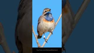 Bluethroat Call Birds BirdSounds Call [upl. by Aynnat]