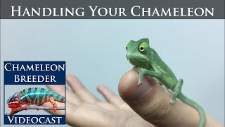 Handling Your Chameleon [upl. by Anitsahs]