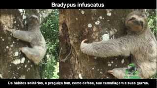 BICHO PREGUIÇA  Bradypus infuscatus [upl. by Drusi]