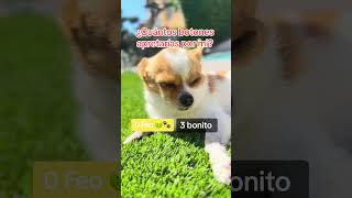 ⚠️NO DESLICES⚠️  chihuahua perros amigochihuahua [upl. by Downall]