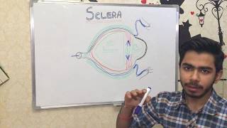 OPHTHALMOLOGY  ANATOMY amp STRUCTURE OF SCLERA [upl. by Hoem]