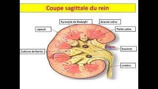 Histologie de lappareil urinaire 1 Dr MESSALA Oran [upl. by Harrus]