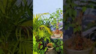 Terrace Palm Care Tips for Thriving Palms gardening palm garden gardeningtips greenthumb [upl. by Hannahc]