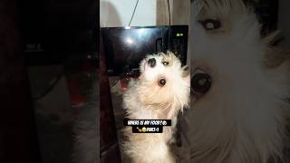 Part1🍗🐶ellie dogshorts dogfood microwave ashortaday funlife funnydogs cute trendingvideo [upl. by Tobie436]