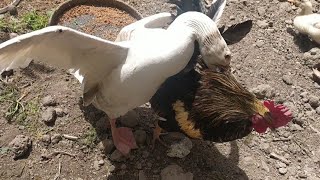 brutal goose fighting rooster [upl. by Devol]