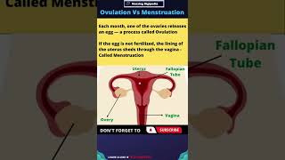 What is Ovulation and Menstruation shorts [upl. by Gilliette]