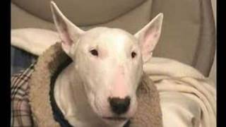 English Bull Terrier Sings [upl. by Rexanne]