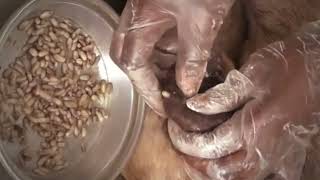 Remove Monster Mango worms from poor dog  Mango worms removal 35 [upl. by Ennovehc]