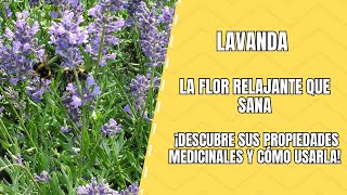 Lavanda Propiedades Curativas y Cómo Aprovecharlas [upl. by Caravette]