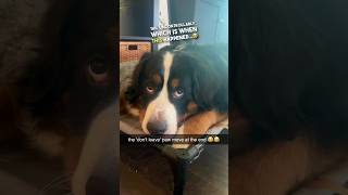 Theodore the Bernese Mountain dog loves his cat 😂❤️ [upl. by Reinhardt]