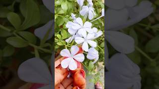 Plumbago  प्लंबैगो Flower flowers plants shorts blue flower [upl. by Henryk]