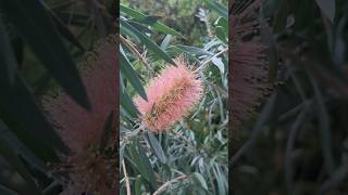 브러쉬를 닮은 병솔나무 Callistemon lanceolatus [upl. by Deerdre]