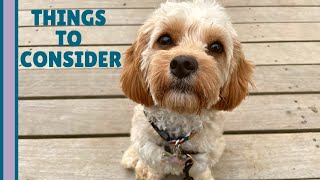 4 REAL Reasons NOT to Get a Cavapoo  What You Need to Know [upl. by Ayanahs]