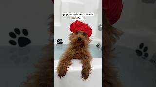 puppy’s daily bedtime routine 🐶🛁🛌💤😴 shorts puppy asmr asmrvideo poodle dog doglover [upl. by Chari]