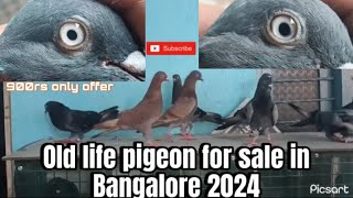 Old line pigeon for sale in Bangalore 2024 in cheap price offer👉 77953 98957 [upl. by Benji]