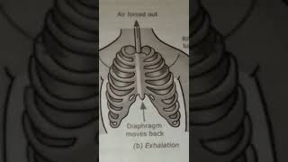 Science  inhalationexhalationscience [upl. by Danit]