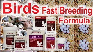 Soft Food For All Birds In Breeding Season  Top Breeding Tips UrduHindi [upl. by Lrad]