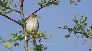 Sedge Warbler song [upl. by Emiaj988]