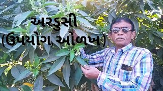 અરડુસી  Ardusi in gujarati  ઉઘરસ માટેનો અક્સીર ઈલાજ  Ardusi plant [upl. by Pansir597]