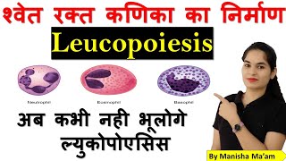 Leucopoiesis  Leucopoiesis in hindi  Leucopoiesis Myeloid series  Leucopoiesis WBCs [upl. by Shuping]