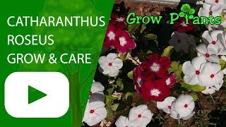 Catharanthus roseus  grow and care Also known as Vinca [upl. by Aimik]