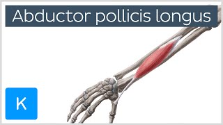 Abductor Pollicis Longus Muscle Overview  Human Anatomy  Kenhub [upl. by Lind157]