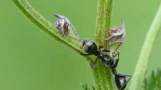 Ants Gets Honeydew From Treehoppers [upl. by Harlin523]