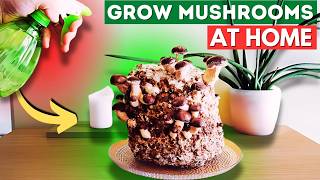 How To Grow Mushrooms At Home [upl. by Atte]