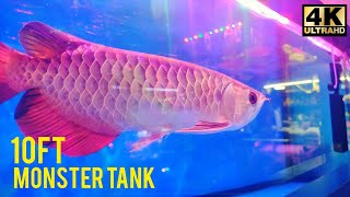 Golden Helmet CrossBack Arowana Fish 810inch Malaysia Farm Certified arowana arowanafish [upl. by Hnim]