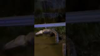 Watch Huge alligator attempts a big death roll Shorts [upl. by Leahci]