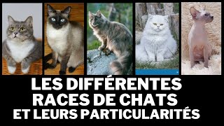 Les 10 races de chats les plus populaires et leurs particularités [upl. by Lanita671]