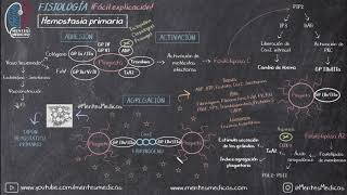 Hemostasia Primaria Coagulación ¡Fácil Explicación  Mentes Médicas [upl. by Akenaj46]