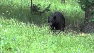 black bear mom huffing [upl. by Emery]