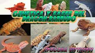 Genetica Y Fases De Dragon barbudoBien Explicado Pogona vitticeps [upl. by Huey]