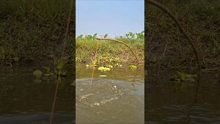 OMG Traditional Bamboo Hook Trap Fishing in Beel pond catchfish hookfishing shorts [upl. by Caesar]