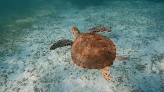 Snorkeling in Akumal Mexico [upl. by Nylassej]