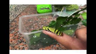 Life cycle of a swallowtail butterfly caterpillar  วงจรชีวิตของหนอนมะนาว [upl. by Ayirp]